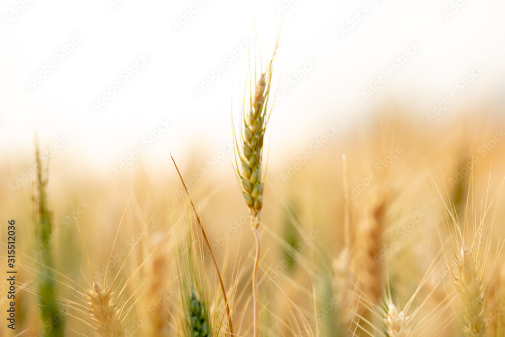 Wheat crop field. Ears of golden wheat close up. Ripening ears of wheat field background. Rich harvest Concept. Wheat crop field. Ears of golden wheat close up. Ripening ears of wheat field background. Rich harvest Concept.