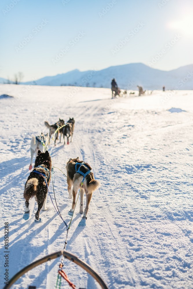 Husky safari Husky safari