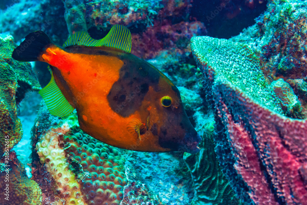 Whitespotted Filefish orange variety Whitespotted Filefish orange variety