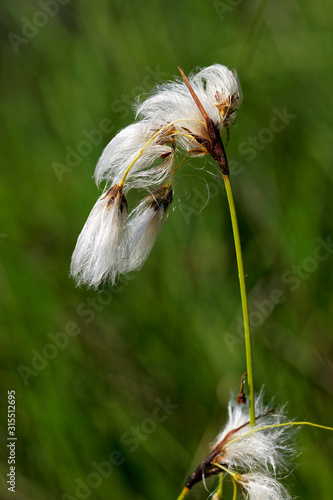 The fruits and seeds of the cottongrass (Eriophorum latifolium), Dretulja River, Croatia