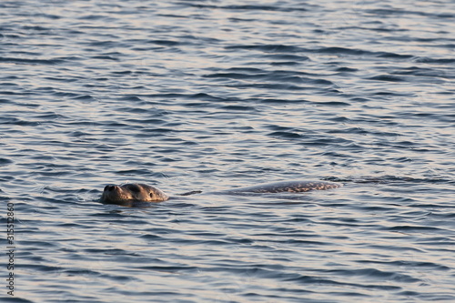 Seal  spotted seal  largha seal  Phoca largha  swimming in sea water in sunny day. Portrait of cute sea mammal. Wild spotted seal closeup. 