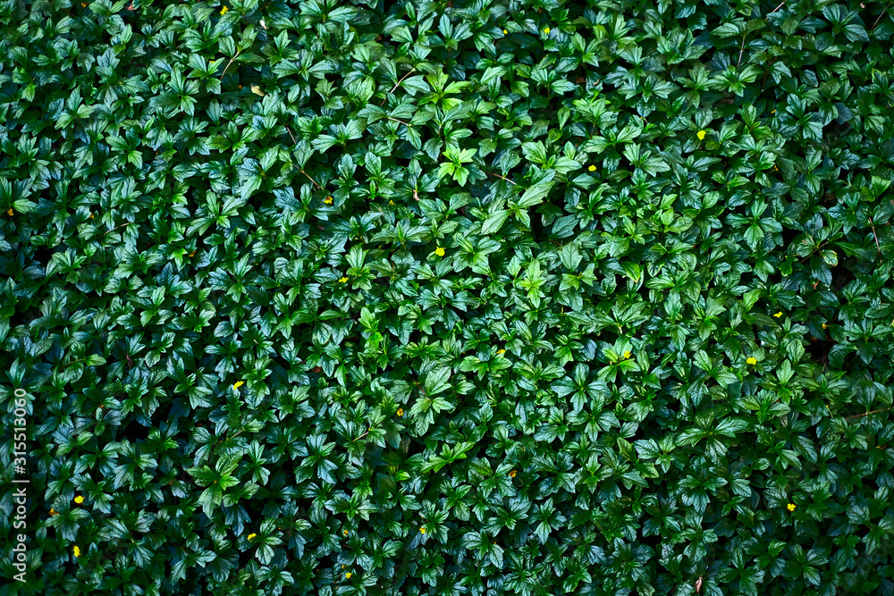 Green leaves pattern background with small yellow flowers, a backdrop material for natural concepts. Green leaves pattern background with small yellow flowers, a backdrop material for natural concepts.