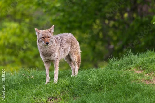 Fototapeta A lone coyote in the woods