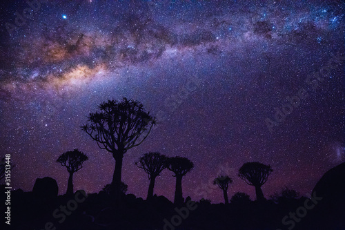Quiver tree forest in Namibia at night photo
