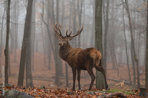 A deer in the woods