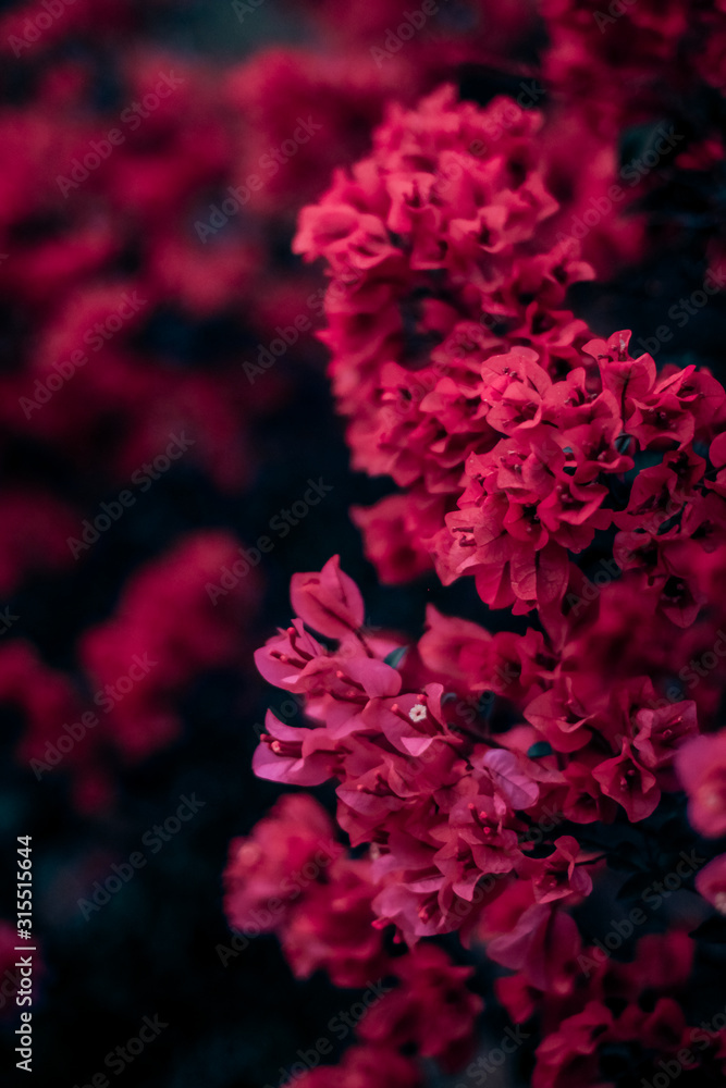 Flores rosas Flores rosas