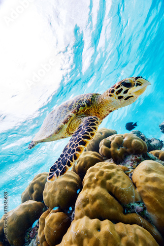 Photography Hawksbill sea turtle