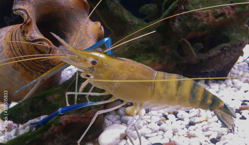 Giant freshwater prawn lying over gravel  in fish tank.
