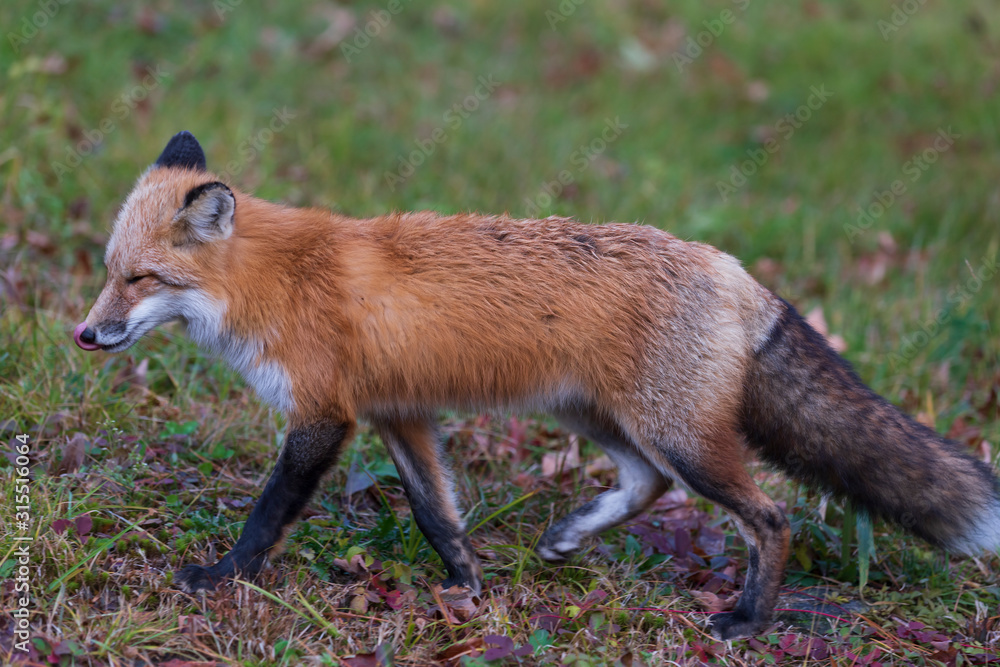Fototapeta premium A lone red fox