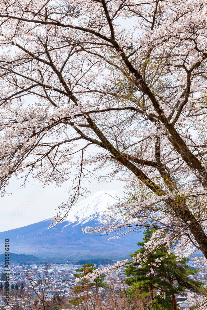 富士山と満開の桜、山梨県富士吉田市孝徳公園にて 富士山と満開の桜、山梨県富士吉田市孝徳公園にて