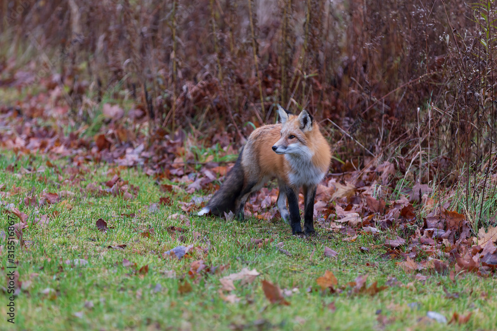 Fototapeta premium A lone red fox