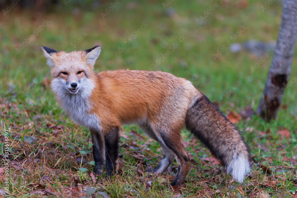 A lone red fox