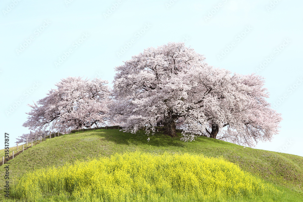 さきたま古墳の桜