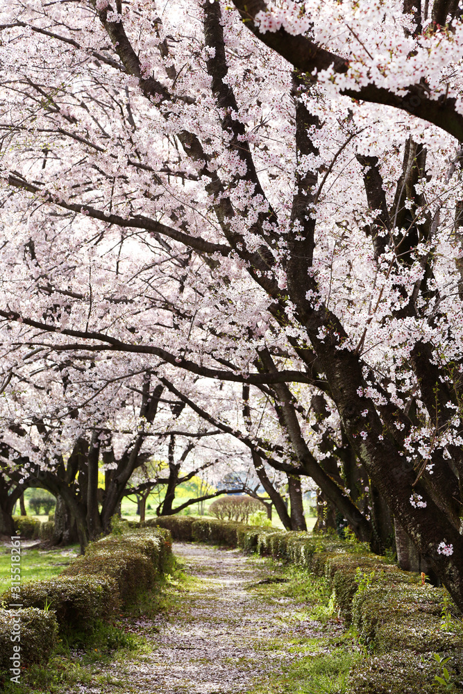 桜満開のさきたま古墳公園