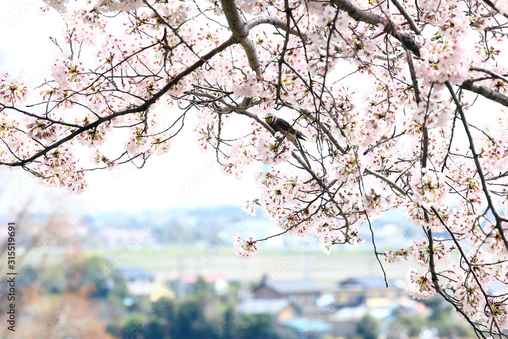 Obraz premium ソメイヨシノとヒヨドリ