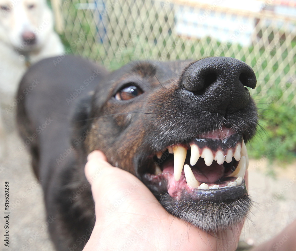 Hund mit schönen Zähnen Stock Photo Adobe Stock