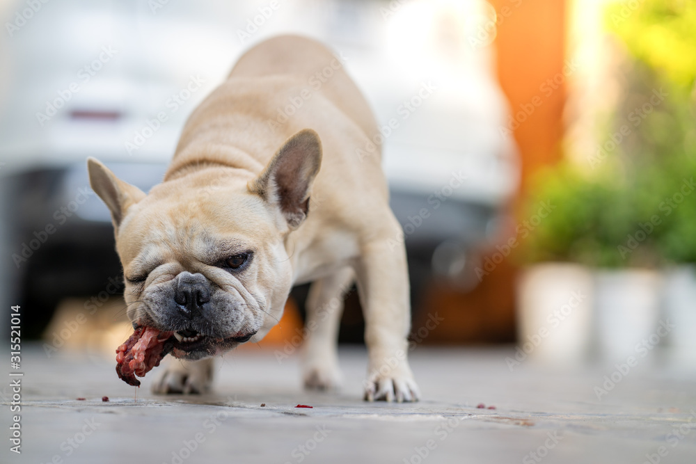 French bulldog eating raw food in garden.