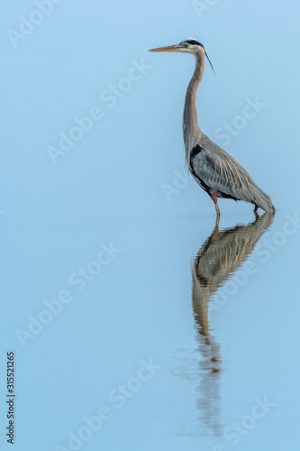 great blue heron in water