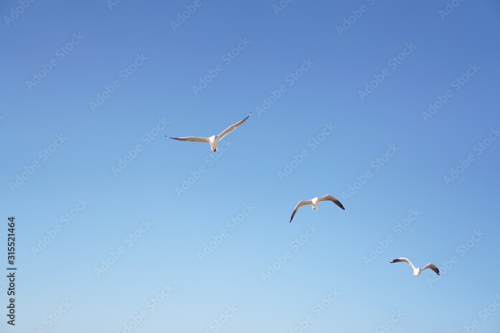 Obraz premium Seagulls flying with blue sky in background