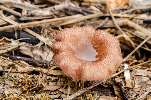 Water In Cap Of Pearl Oyster Mushroom photo