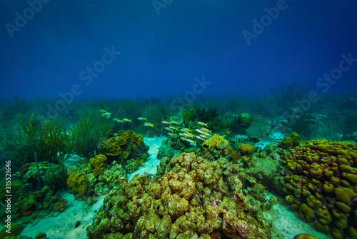 School of goatfish swimming together through a seascape