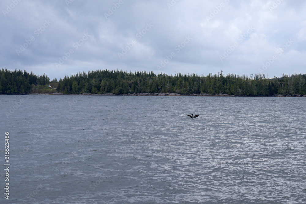 Obraz premium Loon on the Water