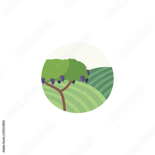 Isolated grapes tree vector design