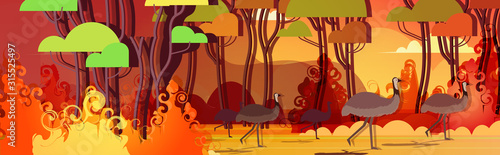 ostrich or emu running from forest fires in australia animals dying in wildfire bushfire burning trees natural disaster concept intense orange flames horizontal vector illustration