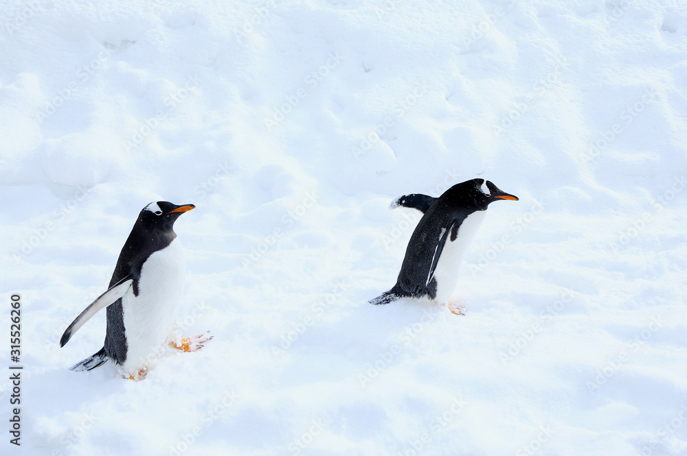 油彩画 ジェンツーペンギン Amazon.co.jp: ジェンツーペンギン ビニールモデル (FM-309