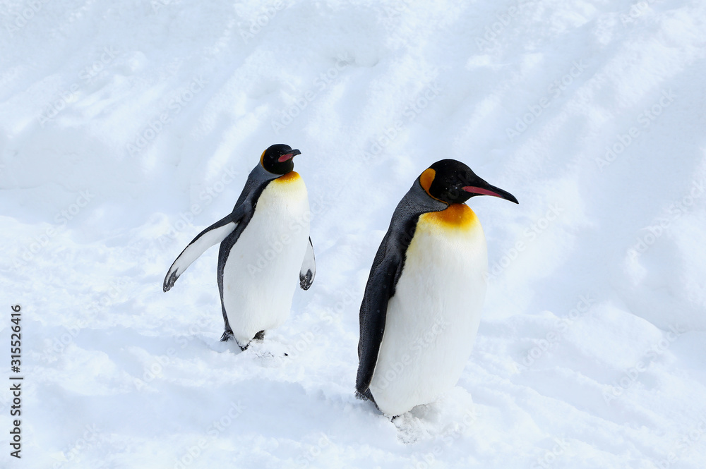 Naklejka premium キングペンギン