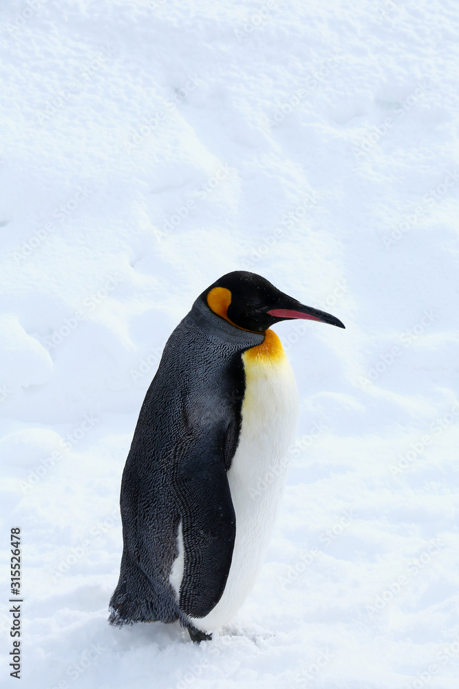 Obraz premium キングペンギン