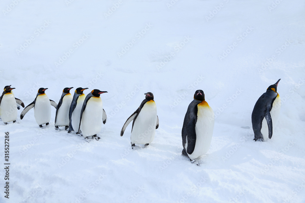 Obraz premium キングペンギンの散歩