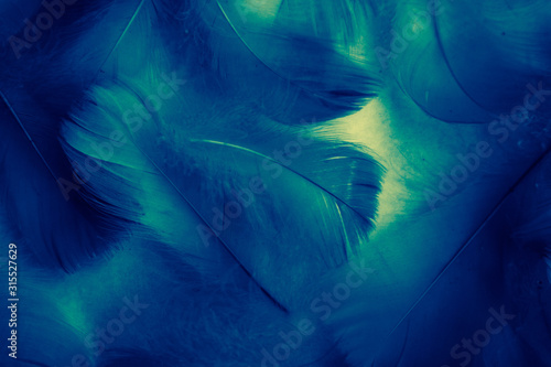 Beautiful abstract colorful white blue and light green feathers on white background and yellow feather texture on white pattern and green background, colorful banners