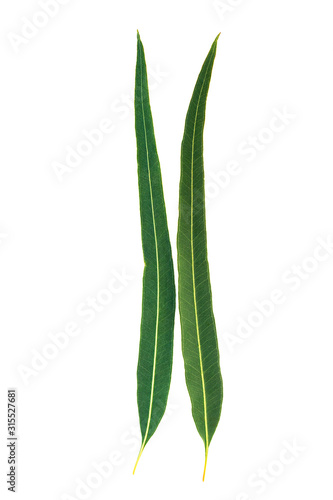 Green leaves isolated on white background, Eucalyptus leaves.