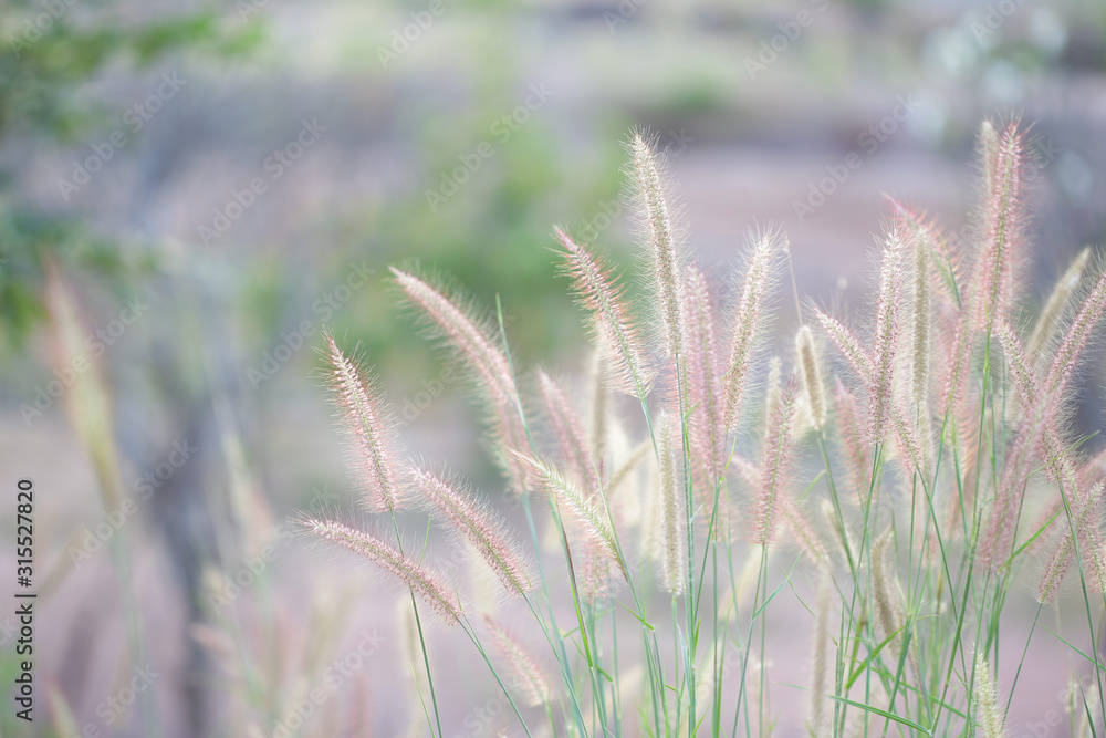 poaceae flowers at outdoor under sunlight poaceae flowers at outdoor under sunlight