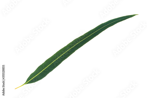 Green leaves isolated on white background, Eucalyptus leaves.