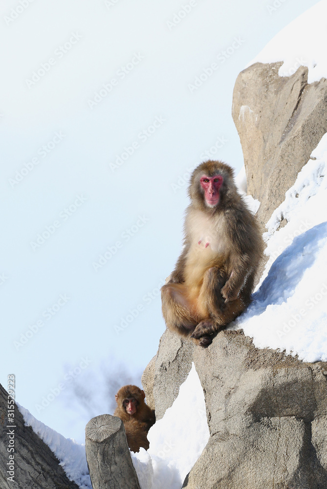 Obraz premium 雪上のニホンザル