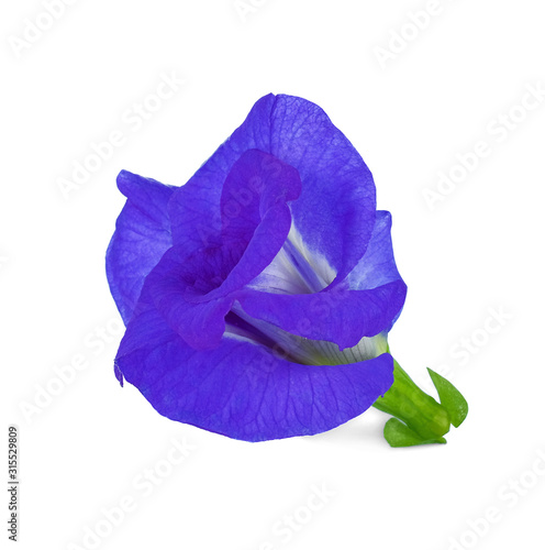 Butterfly Pea flower istolated on white background. photo