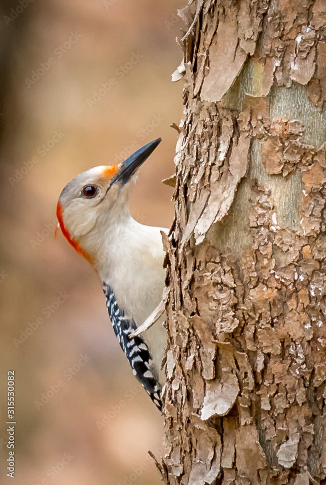 Red Bellied Woodpecker taken in North Carolina