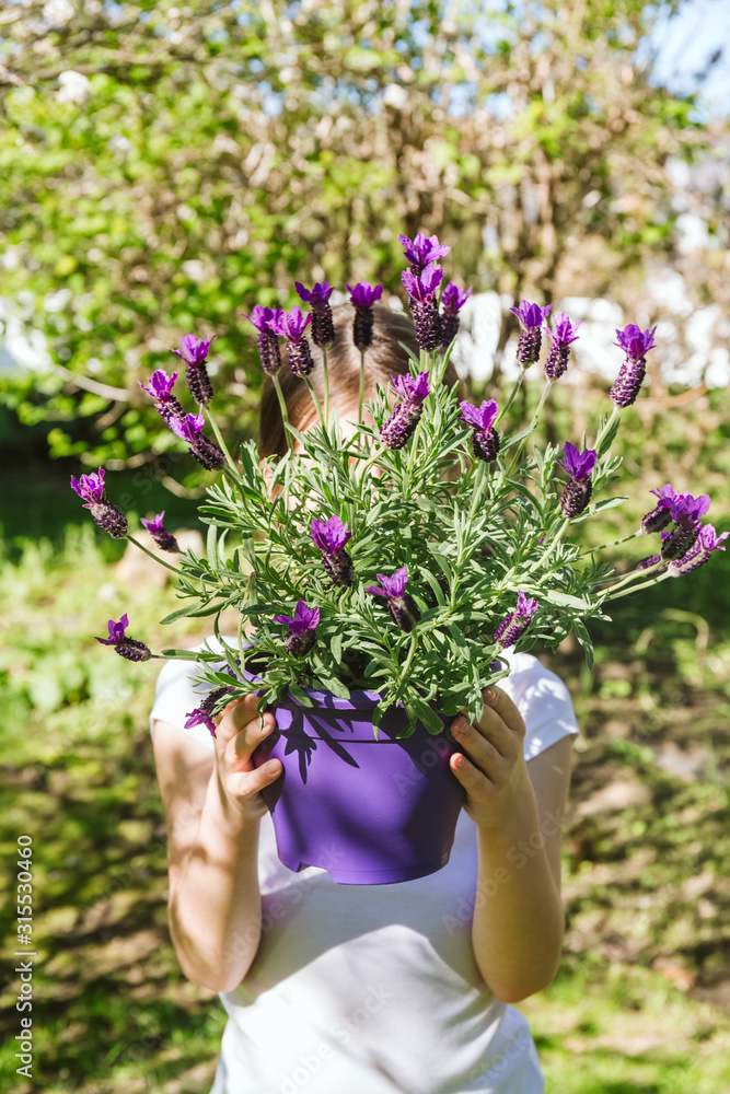 Girl with lavender in the pot in the backyard garden. Family gardening spring concept. Vertical, soft focus Girl with lavender in the pot in the backyard garden. Family gardening spring concept. Vertical, soft focus