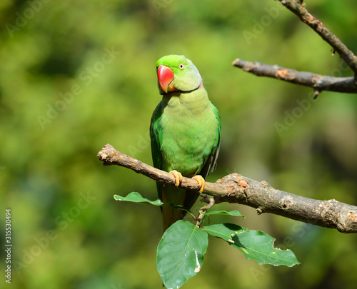 Green Bird Alexandrine Parakeet (Psittacula eupatria) in Thailand