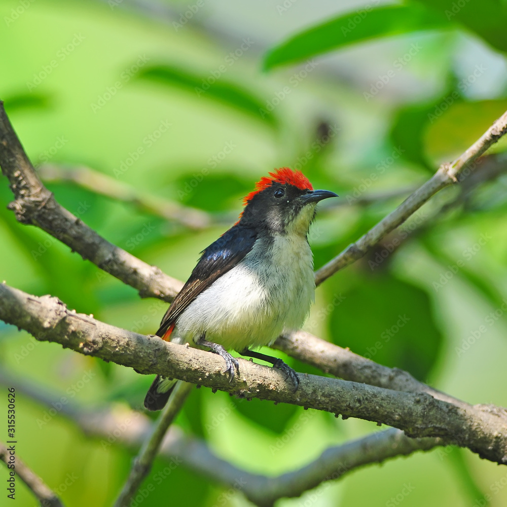 Beautiful Bird Scarlet-backed Flowerpecker