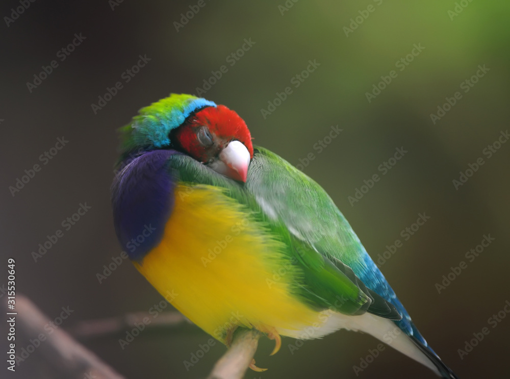 Obraz premium Beautiful Gouldian Finch