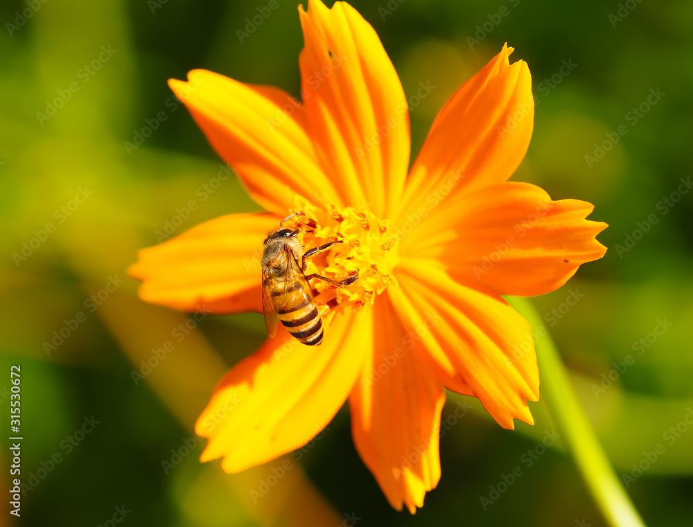 Bee On The Flower Mexican Diasy Bee On The Flower Mexican Diasy