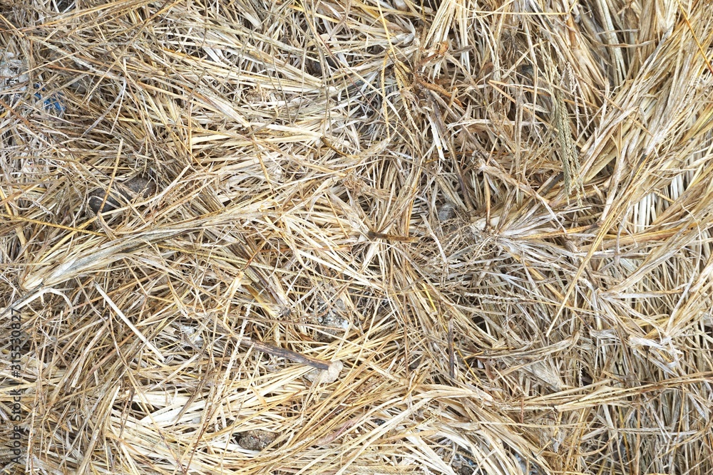 close up dry grass texture in country farm close up dry grass texture in country farm