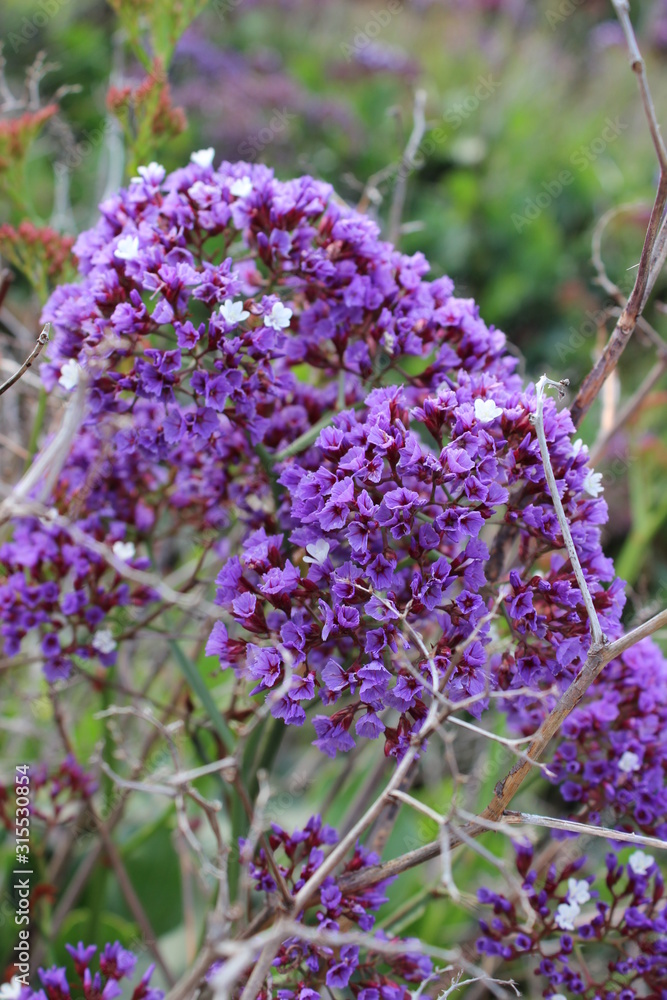 Obraz premium bunch of lavender flowers