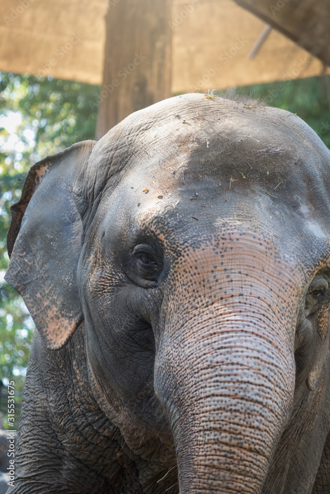 Fototapeta premium Asian Elephant in the zoo