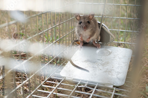 a small cute mice mouse with long tail caught metal cage trap pest control trapped into the cage