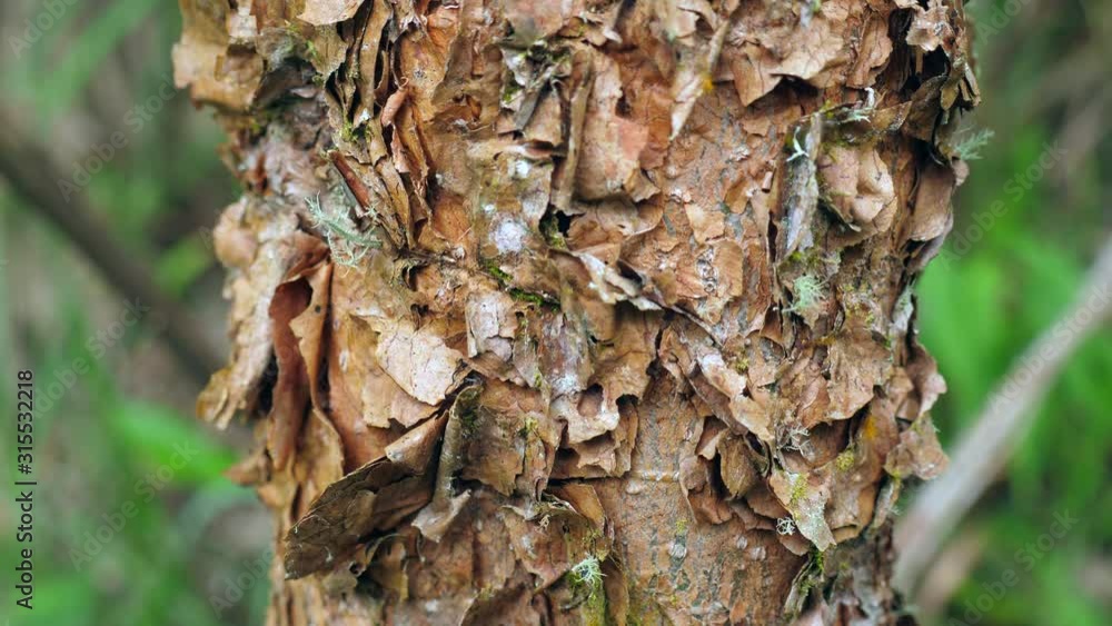 Flaking bark of the Aliso tree (Alnus sp.) in montane rainforest on the ...