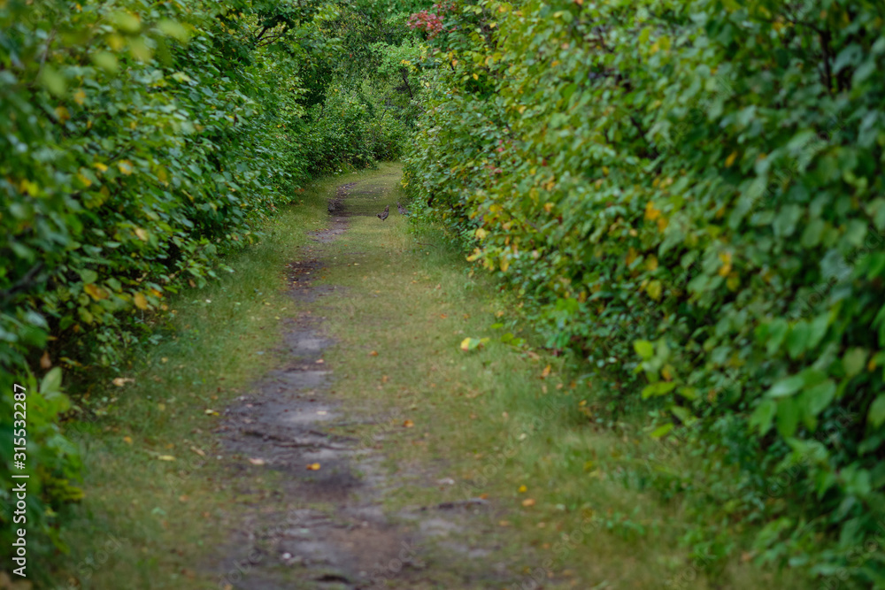 A trail through a dense forest with green trees